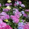 Preziosa Multi Color Hydrangea - 3 Gallon Pot 1 Preziosa Multi Color Hydrangea - 3 Gallon Pot -Outdoor Garden Store hydrangea serrata preziosa 100