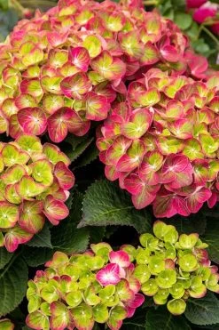 Tilt-A-Swirl Hydrangea - 3 Gallon Pot - SALE 15 Tilt-A-Swirl Hydrangea - 3 Gallon Pot - SALE -Outdoor Garden Store hydrangea tilt a whirl 500x750 1