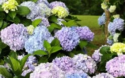 Dear Dolores Hydrangea - 1 Gallon Pot -Outdoor Garden Store hydrangea20dear20delores 1