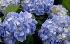 Dear Dolores Hydrangea - 1 Gallon Pot -Outdoor Garden Store hydrangea20dear20delores202 1