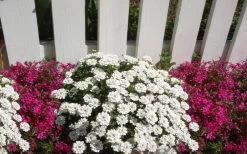 Alexander's White Candy Tuft (Iberis) - 1 Gallon Pot -Outdoor Garden Store iberis sempervirens alexanders white 3