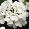 Alexander's White Candy Tuft (Iberis) - 1 Gallon Pot -Outdoor Garden Store iberis sempervirens alexanders white 6