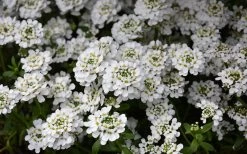 Snowflake Candy Tuft - 1 Gallon Pot -Outdoor Garden Store iberis sempervirens snowflake candytuft 1 1