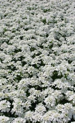 Snowflake Candy Tuft - 1 Gallon Pot -Outdoor Garden Store iberis sempervirens snowflake candytuft 3 1