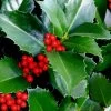 Emily Bruner Pyramidal Holly - 7 Gallon Pot (4-5') 1 Emily Bruner Pyramidal Holly - 7 Gallon Pot (4-5') -Outdoor Garden Store ilex emily bruner holly tree 102
