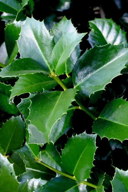 Emily Bruner Pyramidal Holly - 7 Gallon Pot (4-5') 7 Emily Bruner Pyramidal Holly - 7 Gallon Pot (4-5') - Image 5