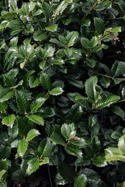 Emily Bruner Pyramidal Holly - 7 Gallon Pot (4-5') 16 Emily Bruner Pyramidal Holly - 7 Gallon Pot (4-5') -Outdoor Garden Store ilex emily bruner holly tree 104