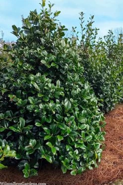 Emily Bruner Pyramidal Holly - 7 Gallon Pot (4-5') 13 Emily Bruner Pyramidal Holly - 7 Gallon Pot (4-5') -Outdoor Garden Store ilex emily bruner holly tree 105
