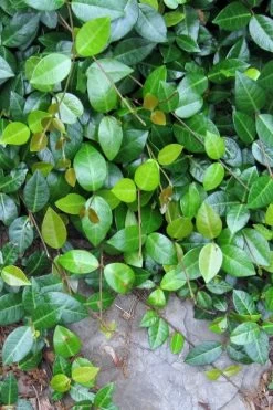 Asian Jasmine - Asiatic Jasmine - 18 Count Flat Of Pint Pots -Outdoor Garden Store jasmine asian 10