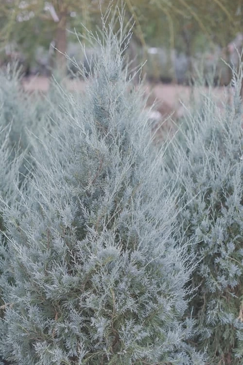 Moonglow Pyramidal Blue Juniper - 3 Gallon Pot 3 Moonglow Pyramidal Blue Juniper - 3 Gallon Pot