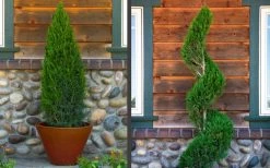 Spartan Juniper - 1 Gallon Pot 13 Spartan Juniper - 1 Gallon Pot -Outdoor Garden Store juniper20spartan202