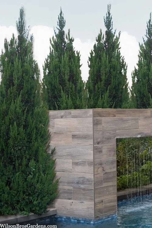 Spartan Juniper - 1 Gallon Pot 7 Spartan Juniper - 1 Gallon Pot - Image 5