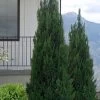 Spartan Juniper - 1 Gallon Pot 2 Spartan Juniper - 1 Gallon Pot -Outdoor Garden Store juniperus chinensis spartan columnar juniper 22