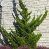 Hollywood Torulosa Juniper - 7 Gallon Pot (4-5') 2 Hollywood Torulosa Juniper - 7 Gallon Pot (4-5') -Outdoor Garden Store juniperus chinensis torulosa hollywood 100
