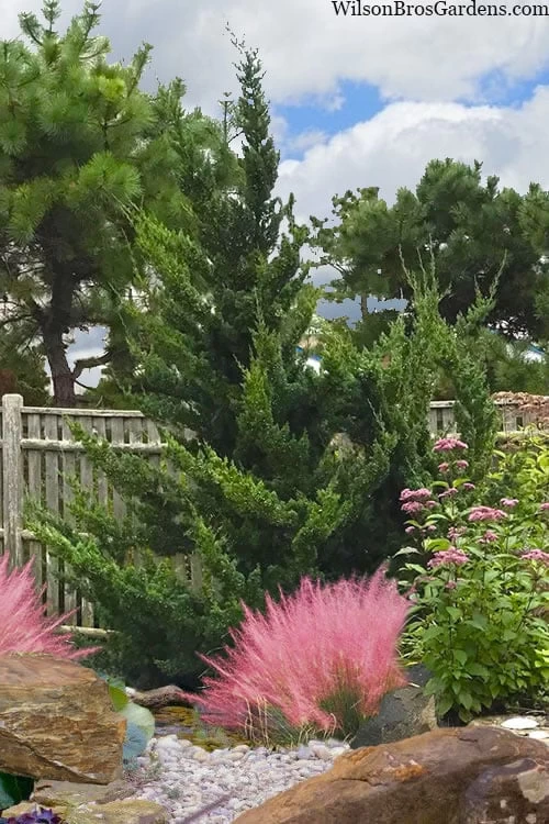 Hollywood Torulosa Juniper - 7 Gallon Pot (4-5') 6 Hollywood Torulosa Juniper - 7 Gallon Pot (4-5') - Image 4