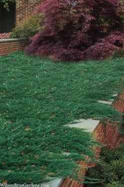 Blue Rug Juniper - 3 Gallon Pot