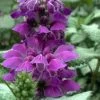 Purple Dragon Lamium - 1 Gallon Pot -Outdoor Garden Store lamium maculatum purple dragon 5