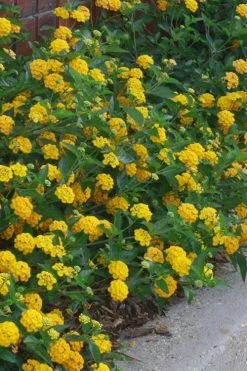 New Gold Hardy Lantana - 1 Gallon Pot -Outdoor Garden Store lantana new gold 10