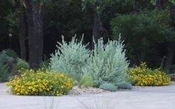 New Gold Hardy Lantana - 1 Gallon Pot -Outdoor Garden Store lantana new gold 11