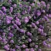 Trailing Lavender Lantana - 5 Pack Of Pint Pots -Outdoor Garden Store lantana trailing lavender 105