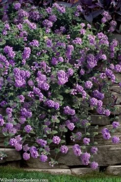 Trailing Lavender Lantana - 5 Pack Of Pint Pots