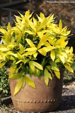 Sicilian Sunshine Sweet Bay Laurel (Laurus Nobilis) - 1 Gallon Pot