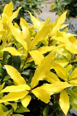 Sicilian Sunshine Sweet Bay Laurel (Laurus Nobilis) - 1 Gallon Pot 11 Sicilian Sunshine Sweet Bay Laurel (Laurus Nobilis) - 1 Gallon Pot -Outdoor Garden Store laurus nobilis sicilian sunshine sweet bay laurel 2