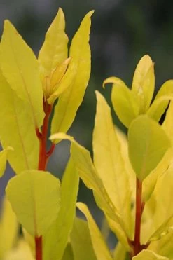 Sicilian Sunshine Sweet Bay Laurel (Laurus Nobilis) - 1 Gallon Pot 10 Sicilian Sunshine Sweet Bay Laurel (Laurus Nobilis) - 1 Gallon Pot -Outdoor Garden Store laurus nobilis sicilian sunshine sweet bay laurel 5