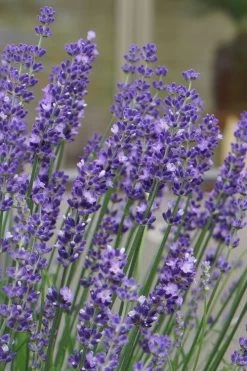 Big Time Blue Lavender - 6 Pack Of 1 Gallon Pots 12 Big Time Blue Lavender - 6 Pack Of 1 Gallon Pots -Outdoor Garden Store lavandula angustifolia big time blue lavender 1