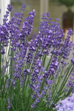 Big Time Blue Lavender - 6 Pack Of 1 Gallon Pots 10 Big Time Blue Lavender - 6 Pack Of 1 Gallon Pots -Outdoor Garden Store lavandula angustifolia big time blue lavender 2