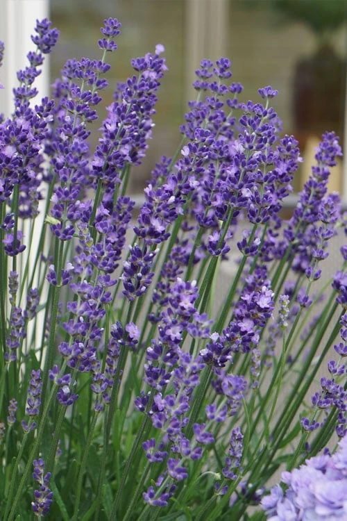Big Time Blue Lavender - 6 Pack Of 1 Gallon Pots 5 Big Time Blue Lavender - 6 Pack Of 1 Gallon Pots - Image 4