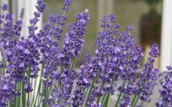 Big Time Blue Lavender - 6 Pack Of 1 Gallon Pots 11 Big Time Blue Lavender - 6 Pack Of 1 Gallon Pots -Outdoor Garden Store lavandula angustifolia big time blue lavender 3