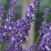 Big Time Blue Lavender - 6 Pack Of 1 Gallon Pots 1 Big Time Blue Lavender - 6 Pack Of 1 Gallon Pots -Outdoor Garden Store lavandula angustifolia big time blue lavender 4