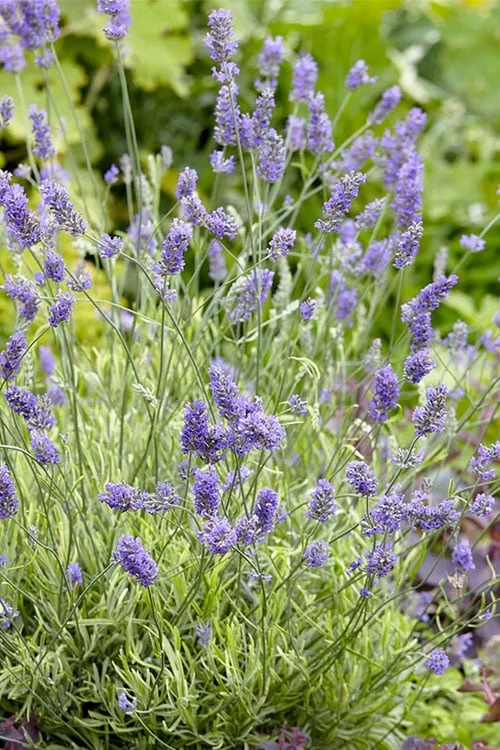 Platinum Blonde English Lavender Plant - 1 Gallon Pot 7 Platinum Blonde English Lavender Plant - 1 Gallon Pot - Image 5
