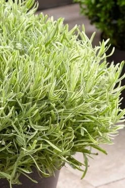 Platinum Blonde English Lavender Plant - 1 Gallon Pot 15 Platinum Blonde English Lavender Plant - 1 Gallon Pot -Outdoor Garden Store lavandula angustifolia momparler platinum blonde lavender 5
