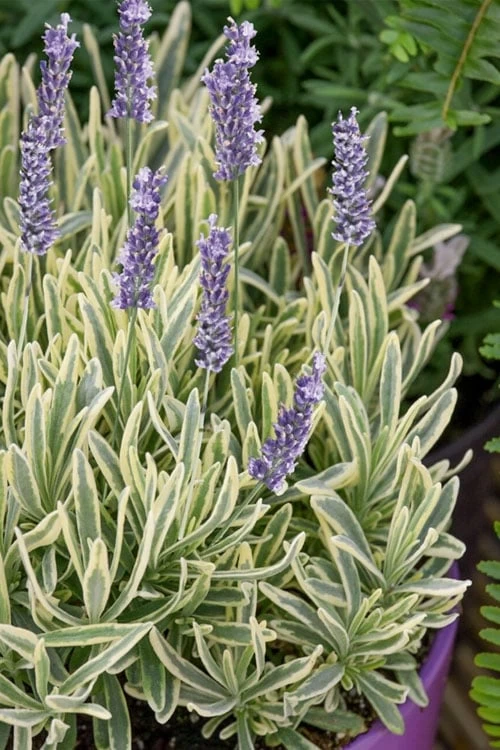Platinum Blonde English Lavender Plant - 1 Gallon Pot 3 Platinum Blonde English Lavender Plant - 1 Gallon Pot