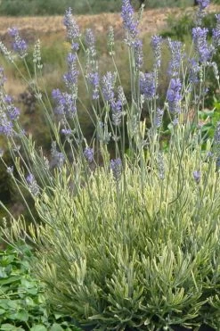 Platinum Blonde English Lavender Plant - 1 Gallon Pot 16 Platinum Blonde English Lavender Plant - 1 Gallon Pot -Outdoor Garden Store lavandula angustifolia momparler platinum blonde lavender 7