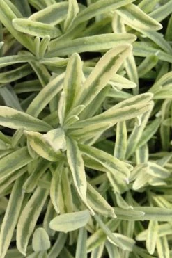 Platinum Blonde English Lavender Plant - 1 Gallon Pot 13 Platinum Blonde English Lavender Plant - 1 Gallon Pot -Outdoor Garden Store lavandula angustifolia momparler platinum blonde lavender 8