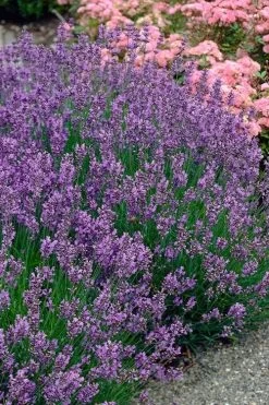 Munstead English Lavender - 6 Pack Of Pint Pots 11 Munstead English Lavender - 6 Pack Of Pint Pots -Outdoor Garden Store lavandula angustifolia munstead english lavender 3