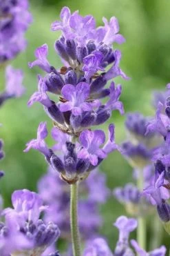Munstead English Lavender - 6 Pack Of Pint Pots 12 Munstead English Lavender - 6 Pack Of Pint Pots -Outdoor Garden Store lavandula angustifolia munstead english lavender 5