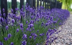 Sweet Romance English Lavender Plant - 1 Gallon Pot 14 Sweet Romance English Lavender Plant - 1 Gallon Pot -Outdoor Garden Store lavendula angustifolia sweet romance lavender 4