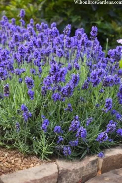 Sweet Romance English Lavender Plant - 1 Gallon Pot 19 Sweet Romance English Lavender Plant - 1 Gallon Pot -Outdoor Garden Store lavendula angustifolia sweet romance lavender 6