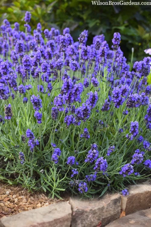 Sweet Romance English Lavender Plant - 1 Gallon Pot 11 Sweet Romance English Lavender Plant - 1 Gallon Pot - Image 9