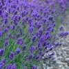 Sweet Romance English Lavender Plant - 1 Gallon Pot 2 Sweet Romance English Lavender Plant - 1 Gallon Pot -Outdoor Garden Store lavendula angustifolia sweet romance lavender 7
