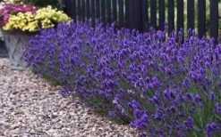 Sweet Romance English Lavender Plant - 1 Gallon Pot 17 Sweet Romance English Lavender Plant - 1 Gallon Pot -Outdoor Garden Store lavendula angustifolia sweet romance lavender 8