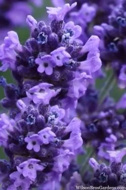 Sweet Romance English Lavender Plant - 1 Gallon Pot 18 Sweet Romance English Lavender Plant - 1 Gallon Pot -Outdoor Garden Store lavendula angustifolia sweet romance lavender 9