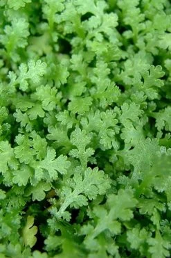 Miniature Brass Buttons Fairy Fern (Leptinella Gruveri) - 6 Pack Of Pint Pots -Outdoor Garden Store leptinella gruveri miniature brass buttons fairy fern 1