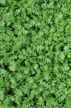 Miniature Brass Buttons Fairy Fern (Leptinella Gruveri) - 6 Pack Of Pint Pots -Outdoor Garden Store leptinella gruveri miniature brass buttons fairy fern 3