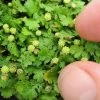 Miniature Brass Buttons Fairy Fern (Leptinella Gruveri) - 6 Pack Of Pint Pots -Outdoor Garden Store leptinella gruveri miniature brass buttons fairy fern 4