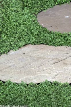 Miniature Brass Buttons Fairy Fern (Leptinella Gruveri) - 6 Pack Of Pint Pots -Outdoor Garden Store leptinella gruveri miniature brass buttons fairy fern 6